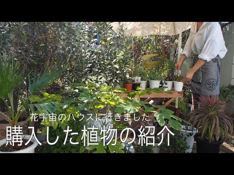 部屋に合う植物をコーディネート＋育て方相談承ります イメージ1