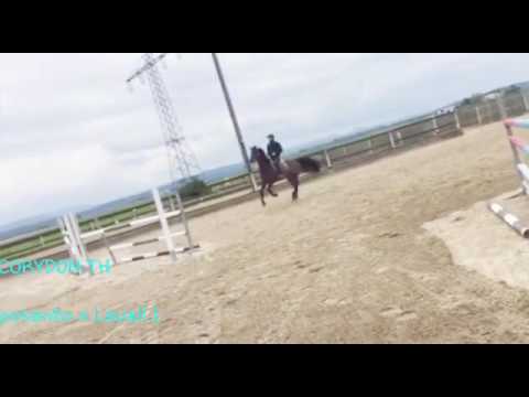 Corydon TH 8 jähriger Wallach Holsteiner Camposanto x Lavall I