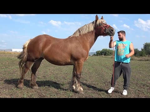 Caii lui Marius de la Turda, Cluj 2023 - Nou!!!