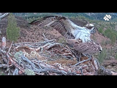 Much improved mating attempts by the Newsome Twosome on the Loch Arkaig Osprey nest 14 May 2021