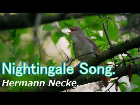 Nightingale Song. Hermann Necke. Regina-disc. Nr-1094. Polyphon 15 1/2”