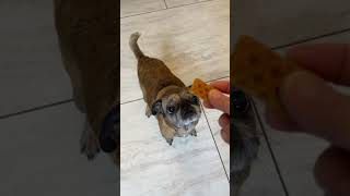 Video preview image #1 Pug Puppy For Sale in Benton, LA, USA