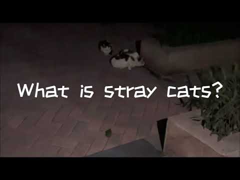 Explainer - Why can't you feed stray cats in the US and China?