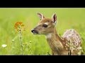 Documentary Nature - The Private Life of Deer