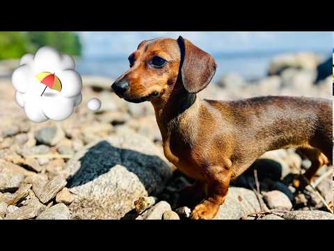 What does a Mini Dachshund’s do in Sweden? 🚤🐶 | Cute Sausage Dog Adventure"