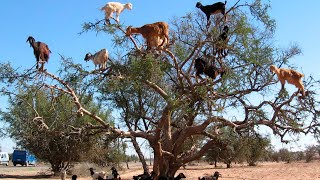 preview picture of video 'КОЗЫ НА ДЕРЕВЬЯХ арганы в Марокко Goats on Argan tree in Morocco'