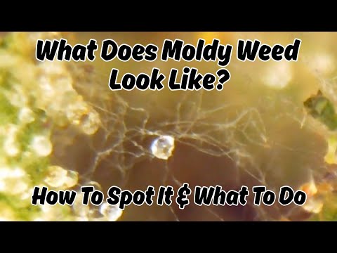 Microscope Trichomes Or Mold