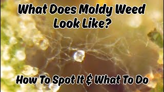 Moldy Weed vs. Healthy Weed vs. Non-Glandular Trichomes: What's what How to tell Is your herb bad