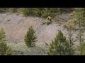 BEAR Vs MTN LION Crazy Mountain Lion Encounter