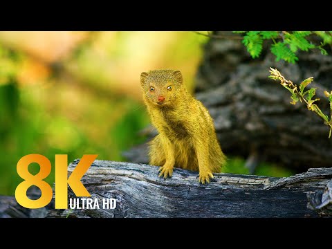 Amazing Wild Botswana - Nature and Wildlife in 8K - Film Trailer