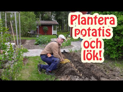 Dags att få ner potatis och lök