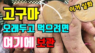 고구마 상온에 이렇게 보관했더니 10개월째 싱싱해요. 수확한 고구마 썩이지 마시고 꼭 이렇게 보관하세요.