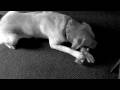 After William Wegman