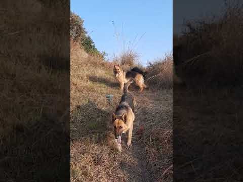 German shepherd dogs enjoy the wild scents
