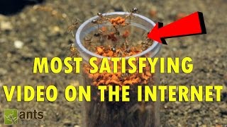 Time Lapse: Ants Carrying Fish Pellets Into the Nest