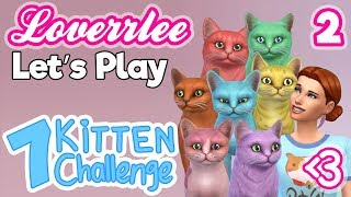 7 KITTEN CHALLENGE #2