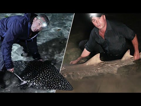 Un monstre non identifié en Floride ? - Cyril Chauquet