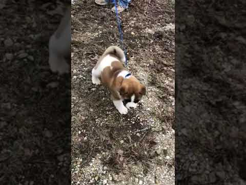 Trooper on the move and up the hill