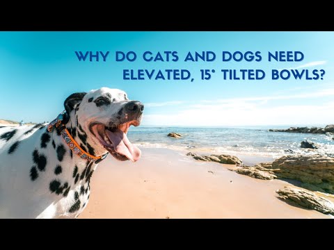 Why Do Cats And Dogs Need Elevated, 15° Tilted Bowls?