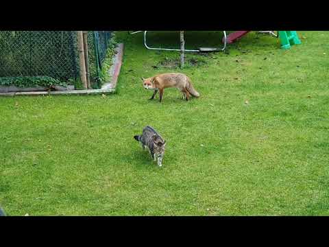 Der Kater verteidigt sein Revier