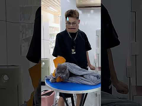 Spa chú mèo hung hăng #dog #sukenpet