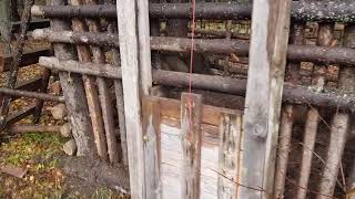 Как сделать ловушку чтобы поймать маленького кабанчика