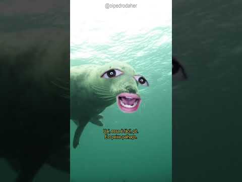 🐟 Focus here. 🐟