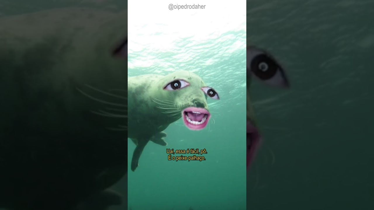 🐟 Focus here. 🐟