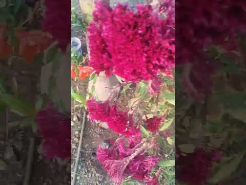 Jatashankari flowers in a village near Dahi  Dhar MP in Narmada Parikrama