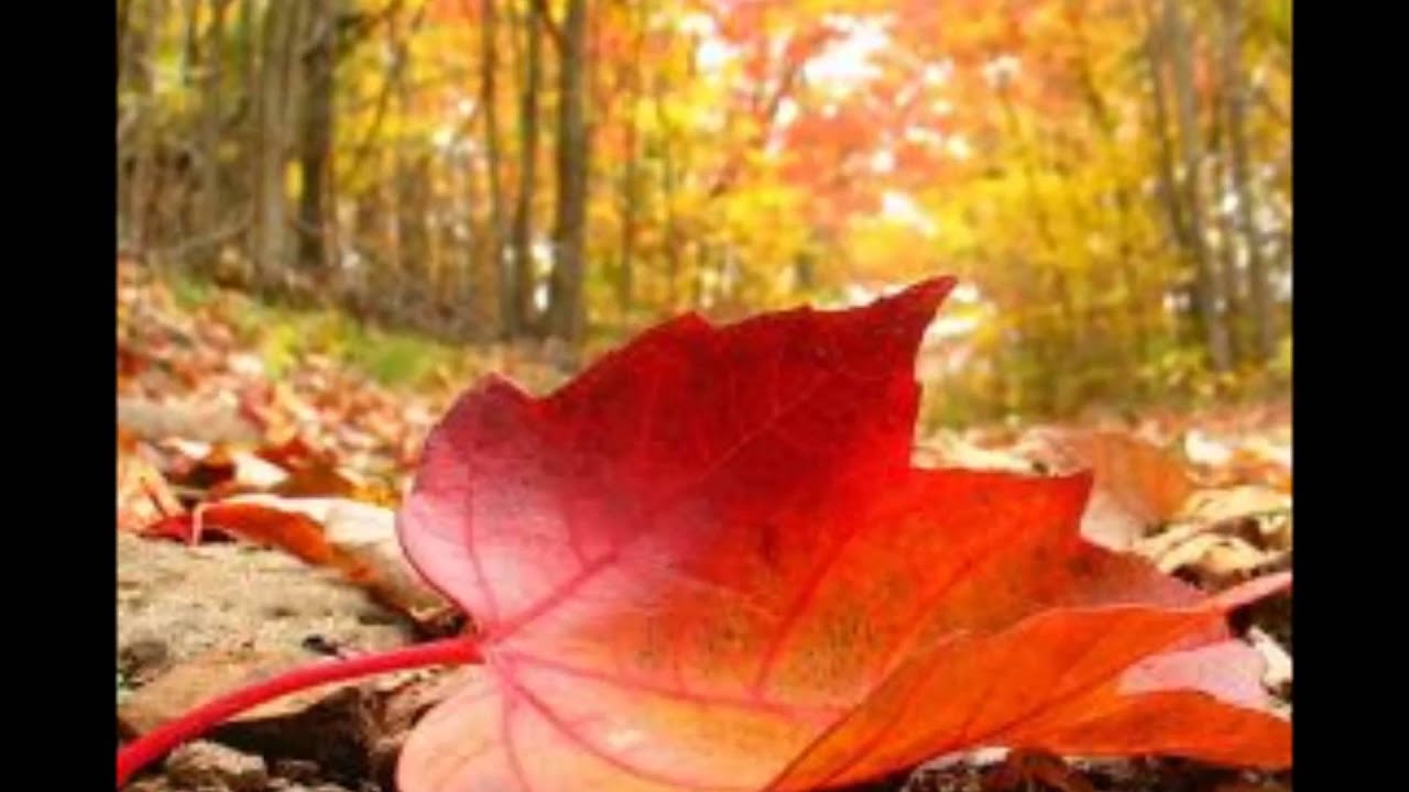 EMO?IE DE TOAMN?-Nicu Alifantis