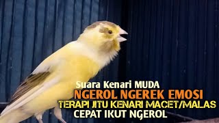 Download lagu kenari gacor panjang Cuit Cuit EMOSI, Pancingan Kenari Paud Belajar Bunyi, terapi AMPUH Kenari MACET mp3