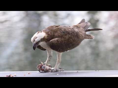 Osprey Eating a Fish