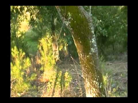 Fellowship of the Ring Trailer (one person production)