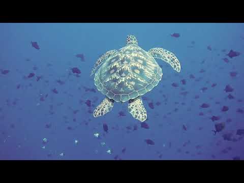 extremely deep trance meditation powerful healing music - relax mind body