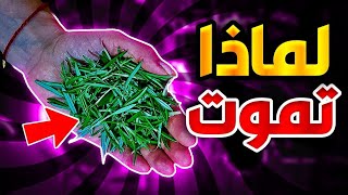 الموت يبدأ من الأمعاء🔥لماذا تموت بهذه السهولة وأنت تمتلك كنز رباني يقضي على الإلتهابات وأخطر الأمراض