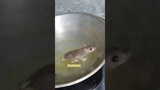 Download lagu kalau sudah begini tau kan apa yang harus dilakukan #tikus #terjebak #curut mp3 Download lagu kalau sudah begini tau kan apa yang harus dilakukan #tikus #terjebak #curut mp3