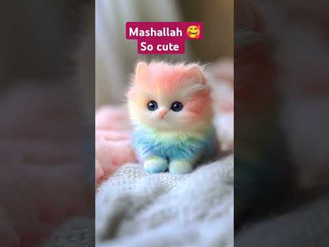Beautiful cats#shortsvideo #🥰🥰