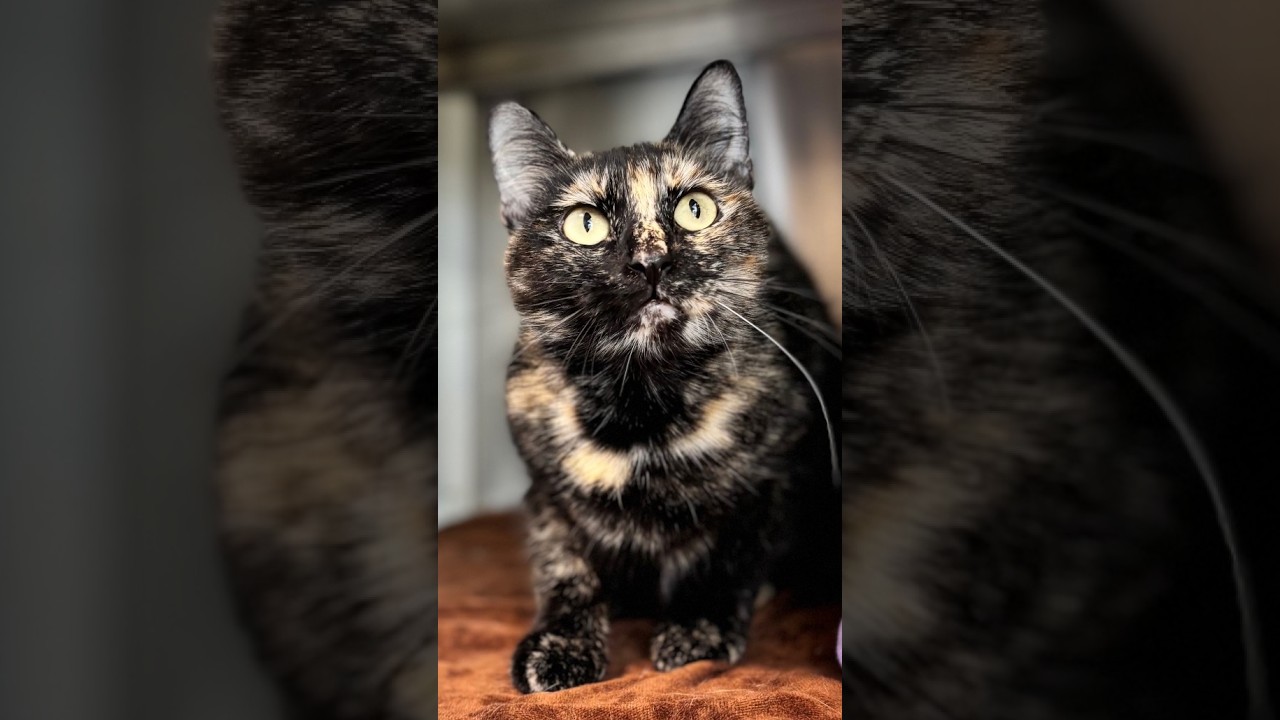 Enlarge Snickers, a Adoptable Domestic Short Hair in Nashville, IN video 6/6