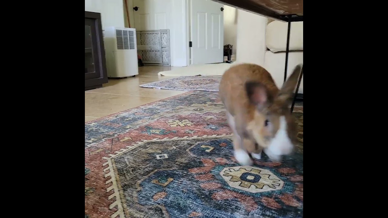 Enlarge Neo, a Adoptable Dutch in Naples, FL video 3/4