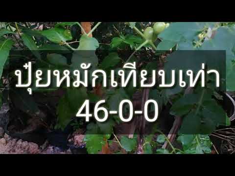 ผิวหนังอักเสบ seborrheic ในผู้ใหญ่ เป็นโรคผิวหนังภูมิแพ้
