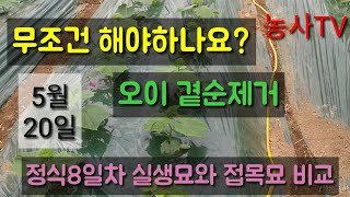 오이재배-오이곁순따는 방법.실생묘와 접목묘의 비교 [농사TV]