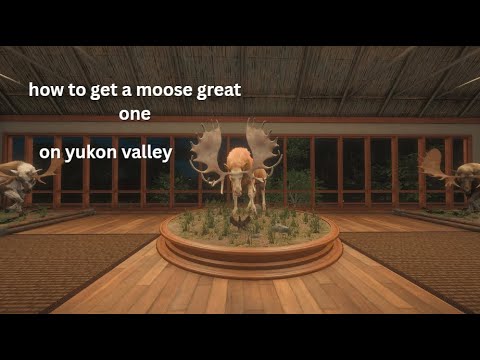 GREAT ONE MOOSE GUIDE YUKON VALLEY