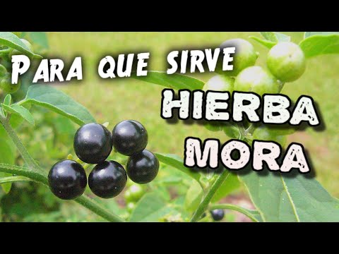 , title : 'Para que sirve la hierba mora'