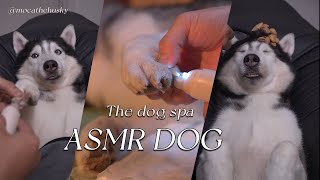 [ ASMR ] The Calmest Husky on Earth
