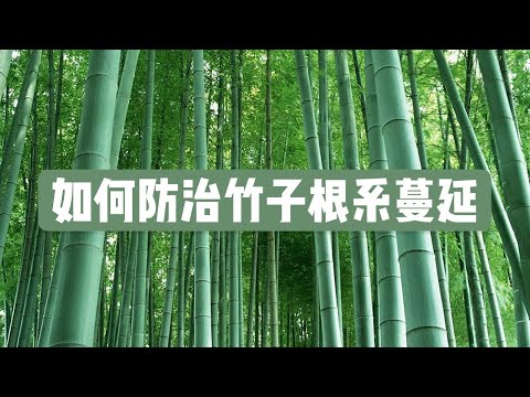 竹子的根系