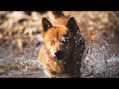 Firefly  Mura Masa feat  Nao