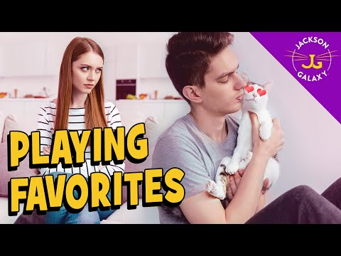 Your Cat Playing Human Favorites: Why does my cat love them more?!