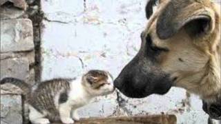 los razos quiero ponerme bien pedo