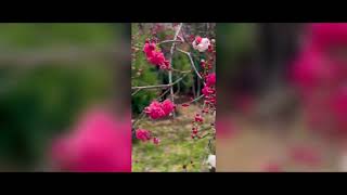 Spring time | Garden Diaries