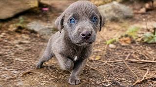 Small Puppy was Scared to Death and Barely Survived Until This Happened